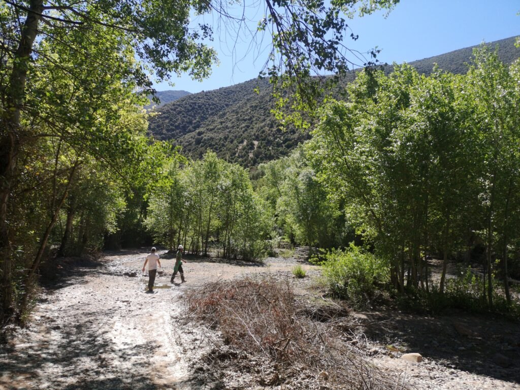 azzaden-valley-foraging